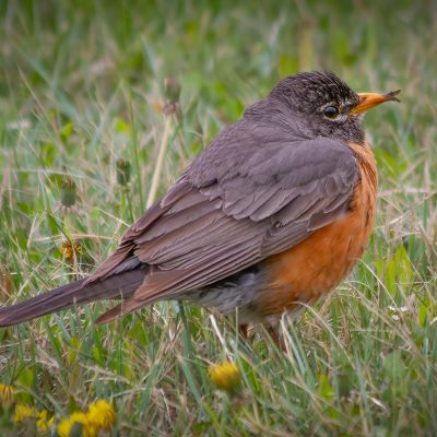 The huntress, Prairie Oasis, Special Areas No 2, AB, 2026-05-16