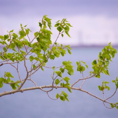 Close-up of a tree branch with fresh, vibrant green leaves budding in spring, set against a softly blurred background of a blue-purple lake and pale sky.