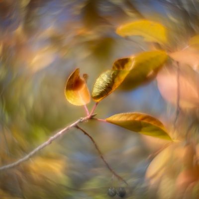 A branch with yellow autumn leaves centered in a swirling blue and gold bokeh background.