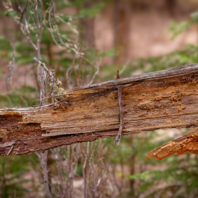 A close-up shot of a splintered, rotting piece of wood with a rusty nail driven through it, set against a blurry green and brown forest background.