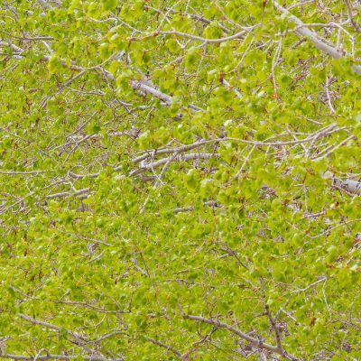 A dense, full-frame view of young bright green leaves emerging on thin grey branches during spring.