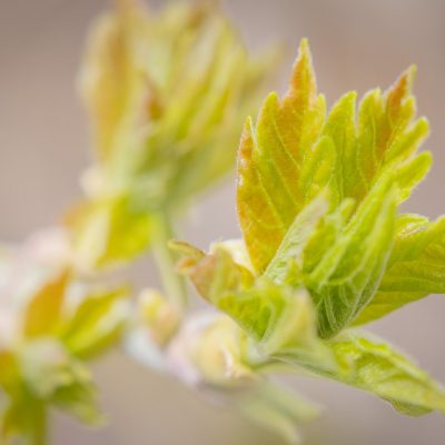 This bud's for you, Sunnyridge Farm, Kirriemuir, AB, 2026-05-09