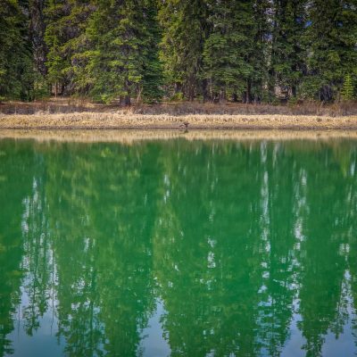 Evergreen trees on a dry grassy shoreline reflected clearly in calm, vibrant green water.