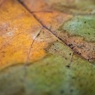 Macro view of a textured leaf showing brown veins, orange patches, and dirt specks.