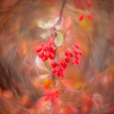 Tumbling head over heels, Thomas Drive Pathway, Strathmore, AB, 2025-11-05