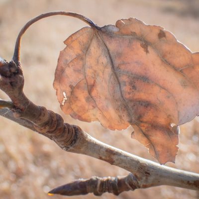 A detailed close-up of a single dry, brown leaf hanging from a thin twig with rounded buds, backlit by soft sunlight against a blurred, pale brown background.