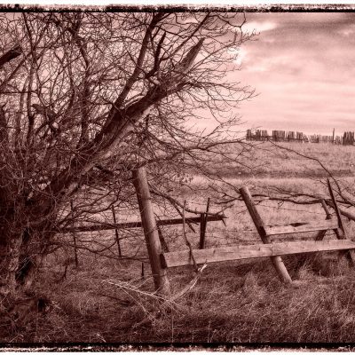Sepia photograph of a broken wooden fence beside a bare tree on a grassy hill under an overcast sky.