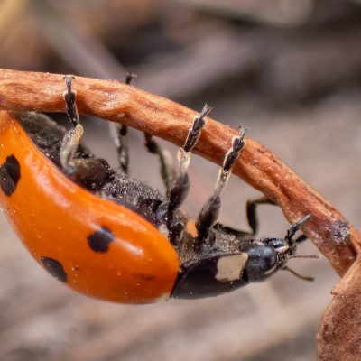 A close-up, side-profile photograph of a ladybug hanging upside down from a thin, dry, curved brown stem. Its glossy orange shell features distinct black spots, and its black legs and body are visible as it clings to the branch. The background is a warm, out-of-focus mix of brown and grey tones.