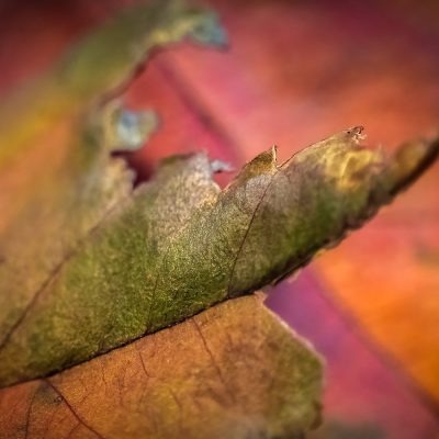 A detailed macro photograph of a curled, drying autumn leaf, showing torn edges with a soft focus on its green and brown textures against a warm, blurry orange and magenta background.