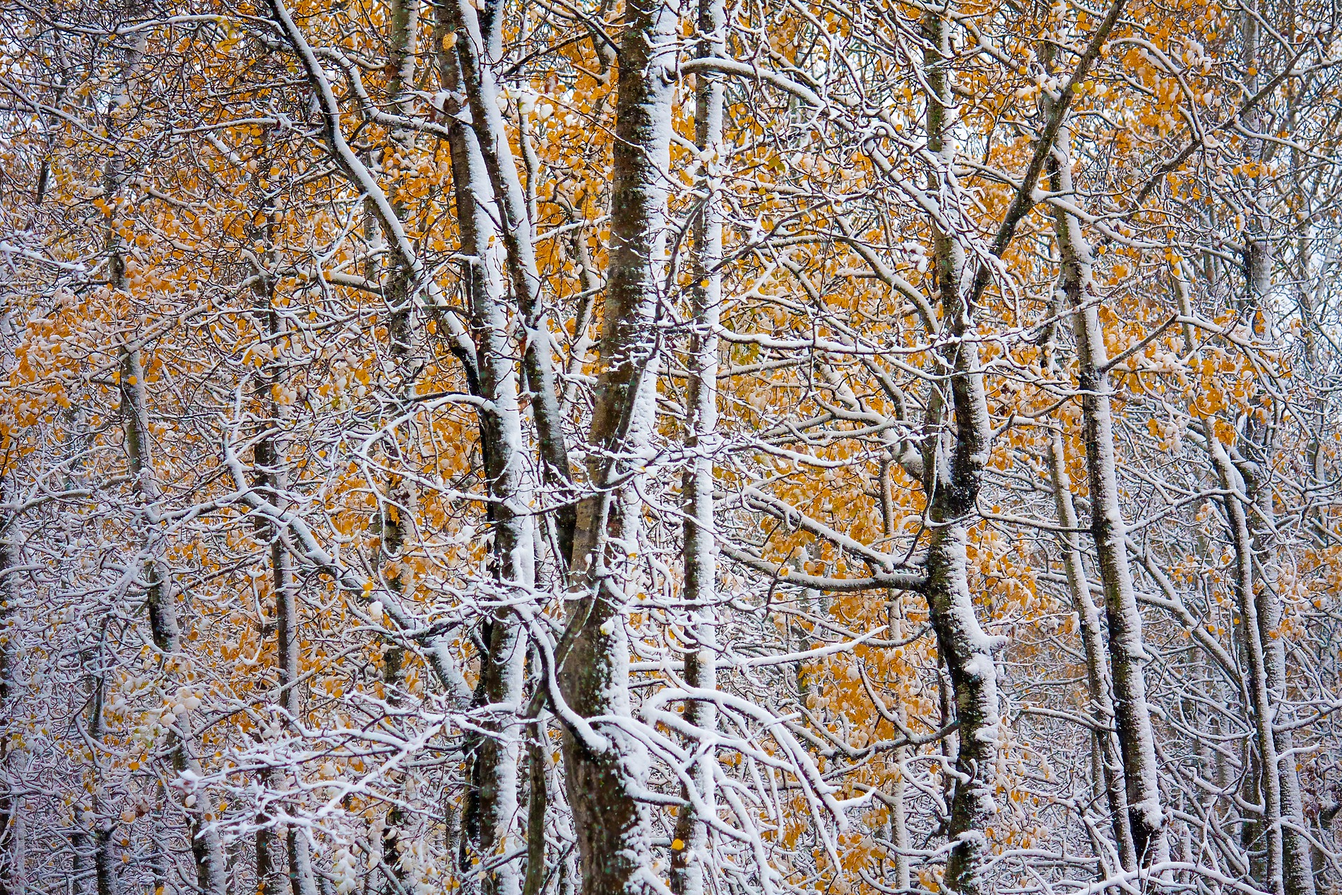 A cold kind of warmth, Pigeon Lake area, Alberta, 2026-10-10