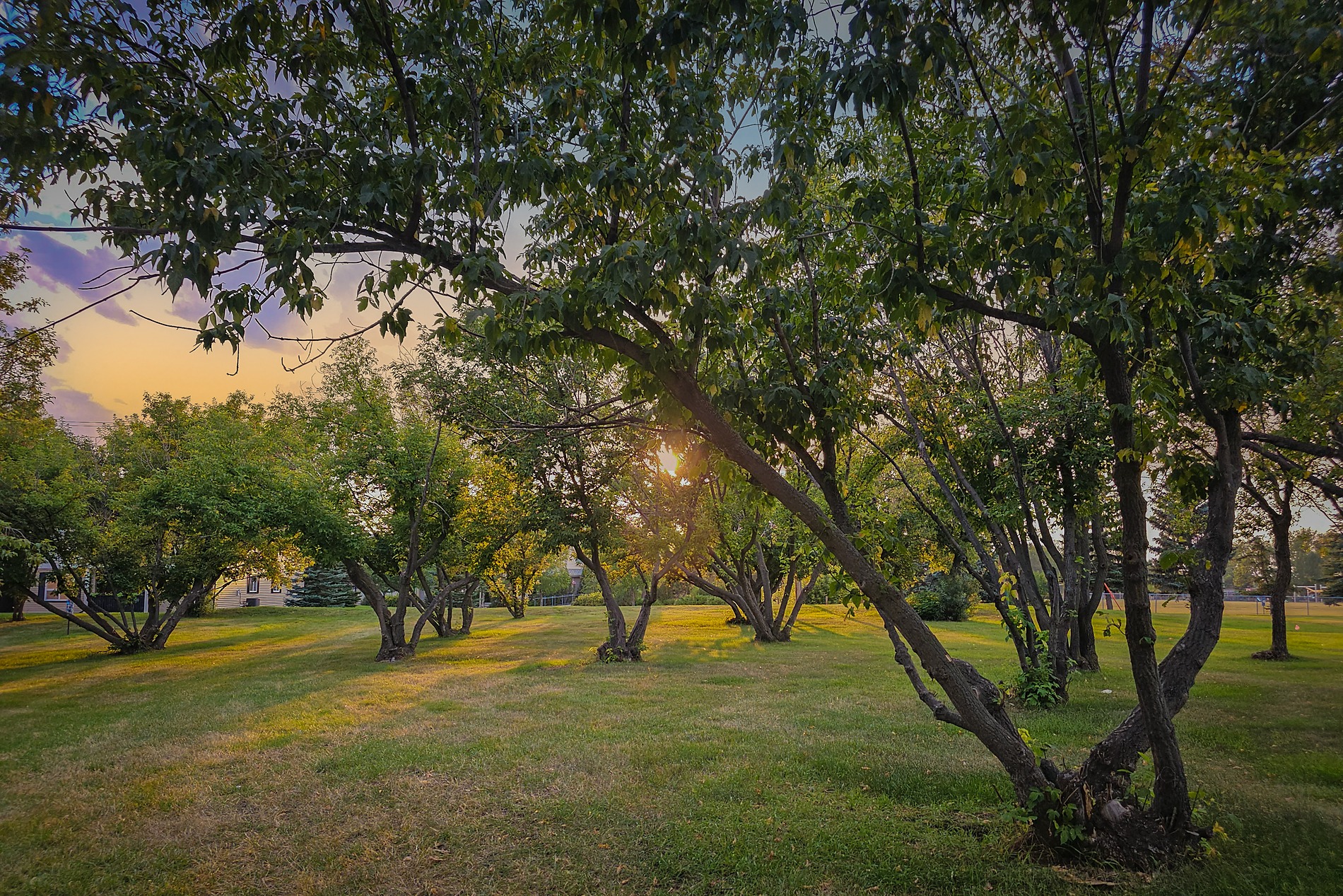 LDS church grounds sunset, Maplewood Drive, Strathmore, AB, 2026-08-28