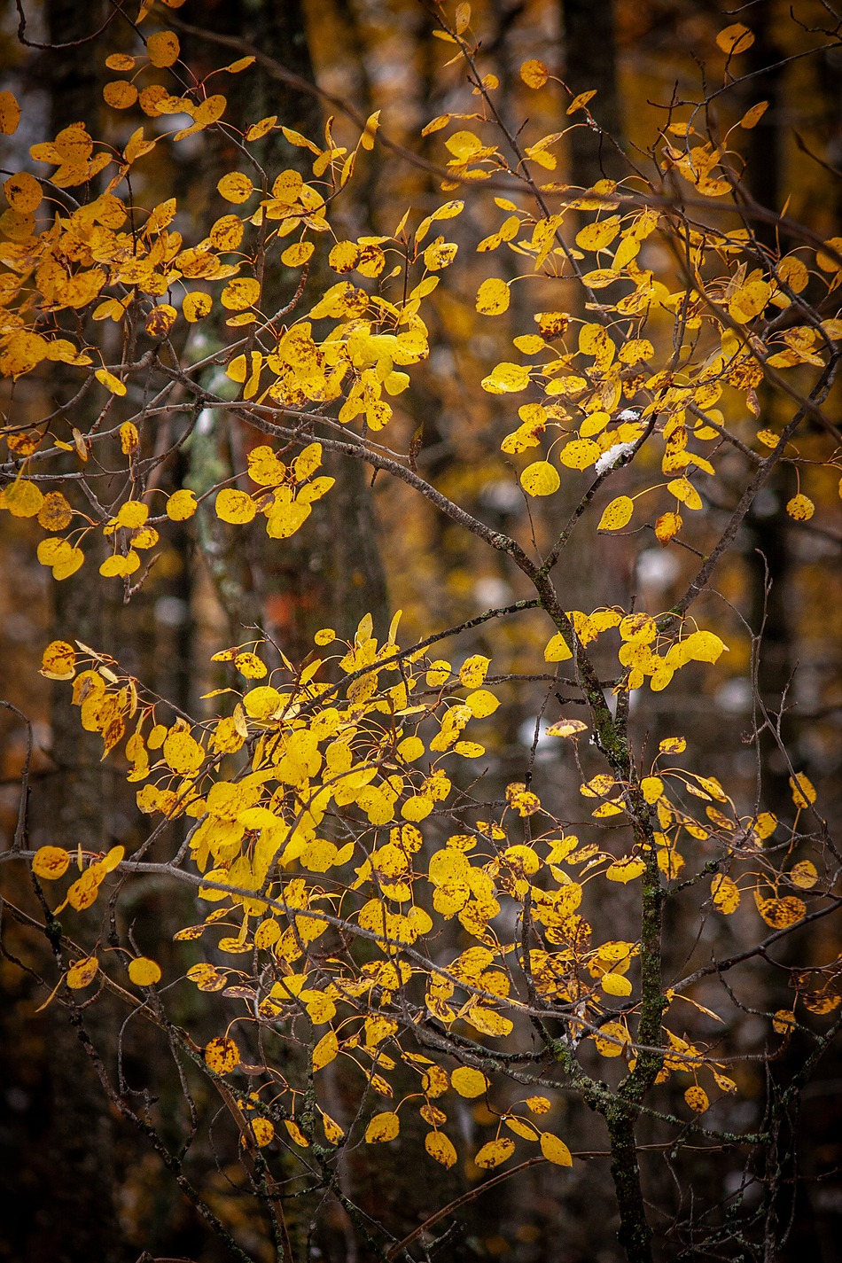 Panning  for gold, Pigeon Lake area, Alberta, 2026-10-10