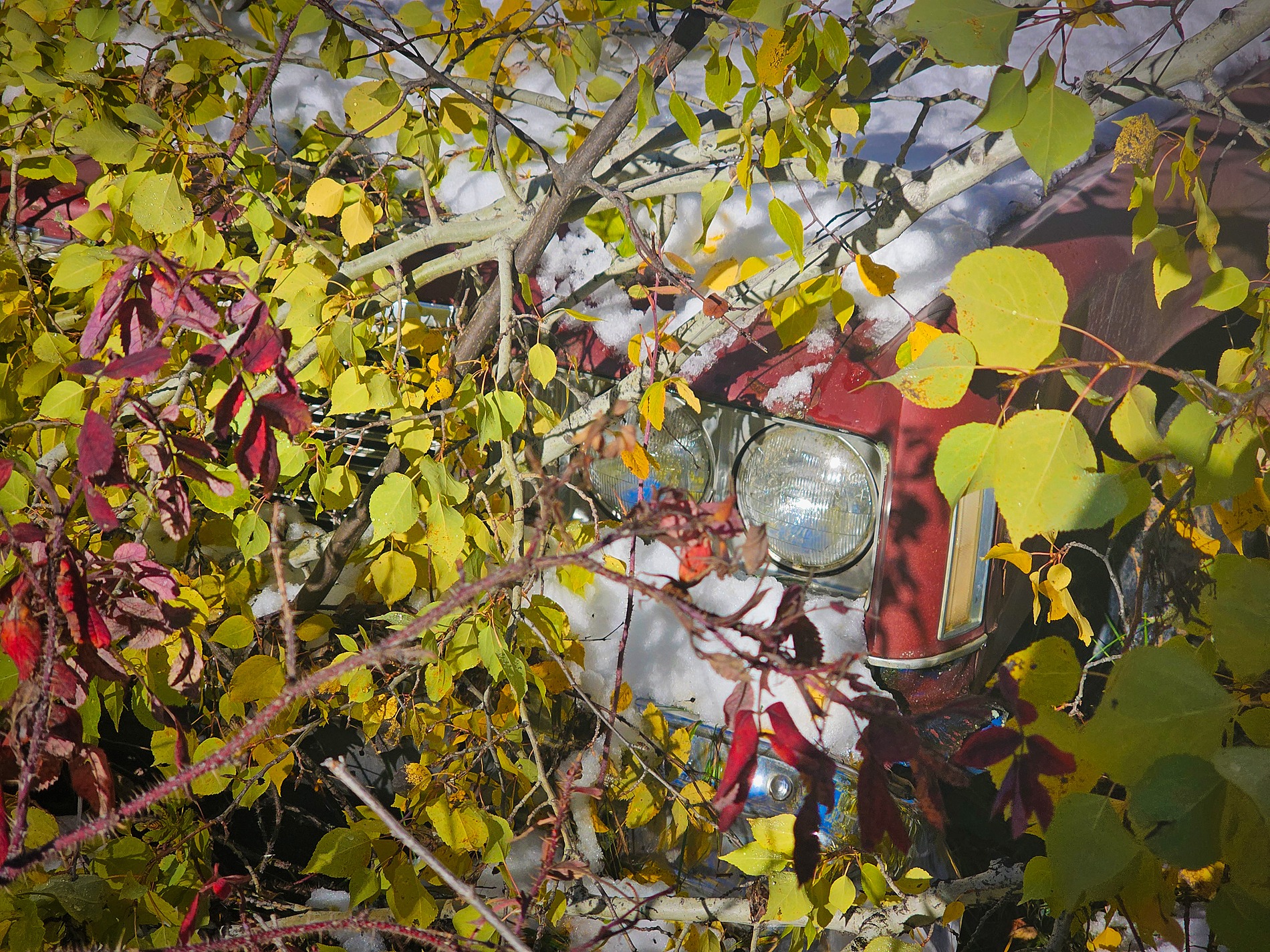 Peekaboo I see you, Pigeon Lake area, Alberta, 2026-10-10
