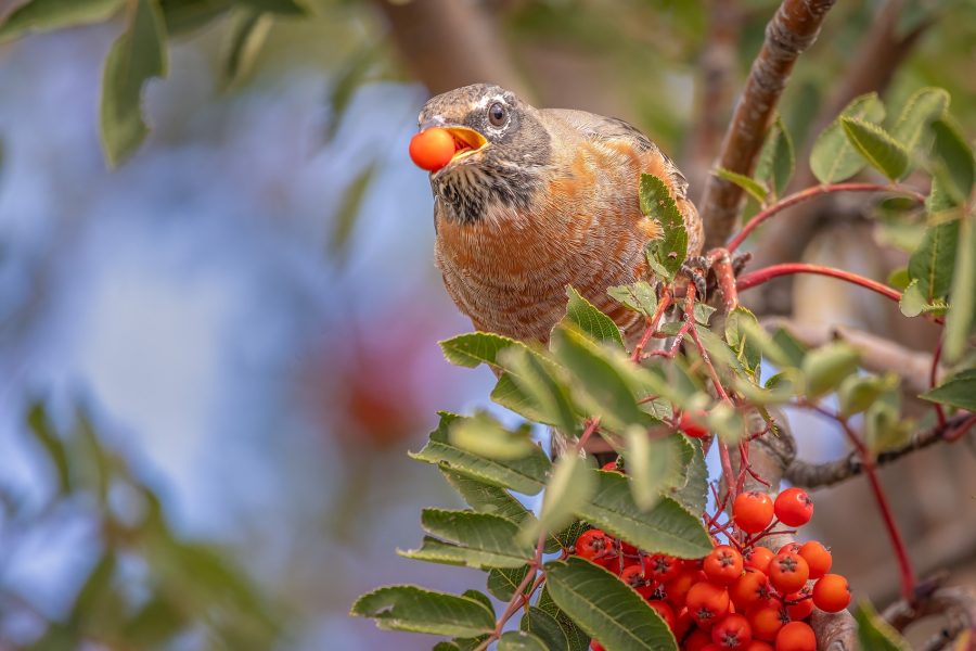 De robin be bobbin, My Backyard, Strathmore, AB, 2026-09-23
