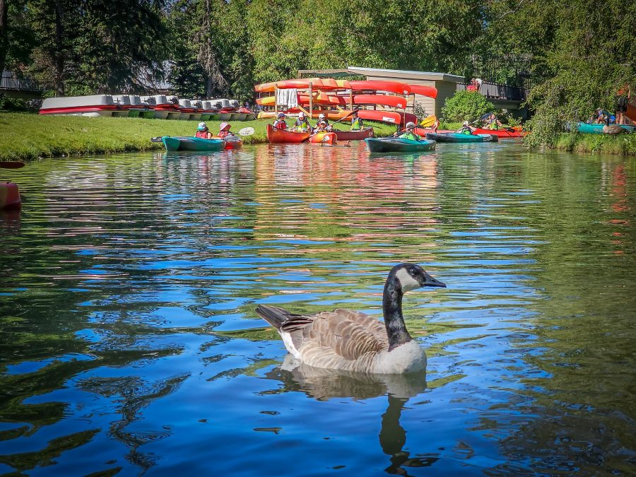 Goose on the loose, Bowness Lagoon, Bowness Park, Calgary, AB, 2026-07-10