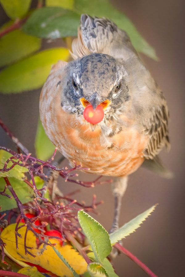 Last berry in the bunch, My Backyard, Strathmore, AB, 2026-10-04
