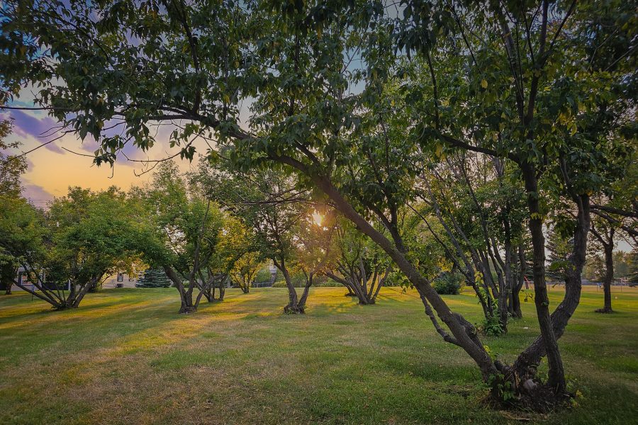 LDS church grounds sunset, Maplewood Drive, Strathmore, AB, 2026-08-28
