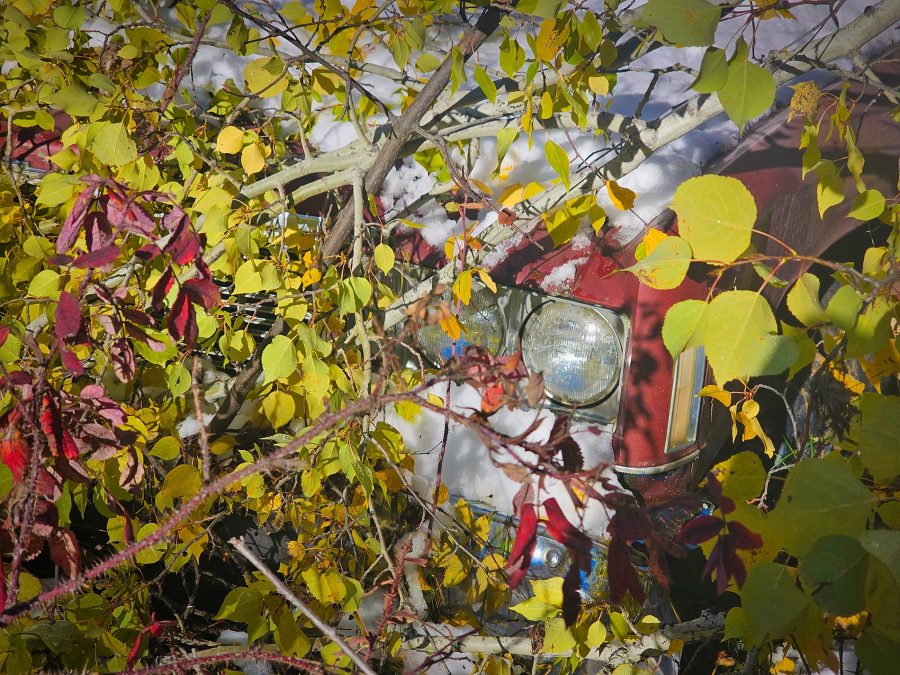 Peekaboo I see you, Pigeon Lake area, Alberta, 2026-10-10