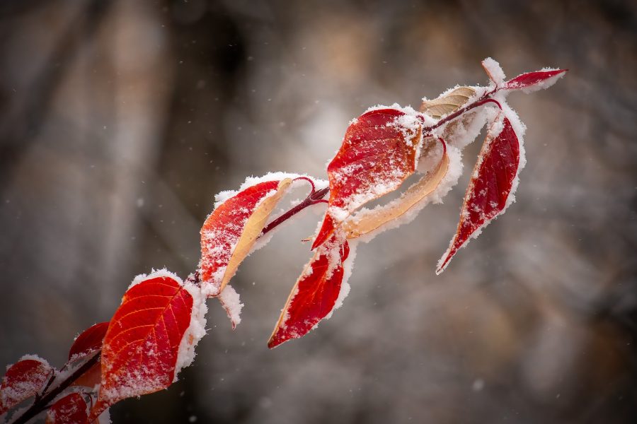 Seeing red, Pigeon Lake area, Alberta, 2026-10-10