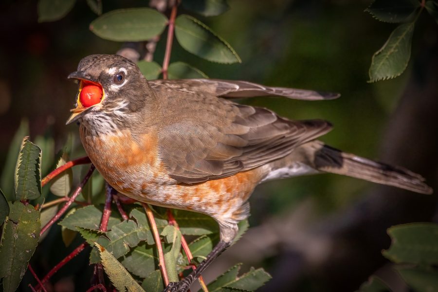 That's a mouthful, My Backyard, Strathmore, AB, 2026-09-28