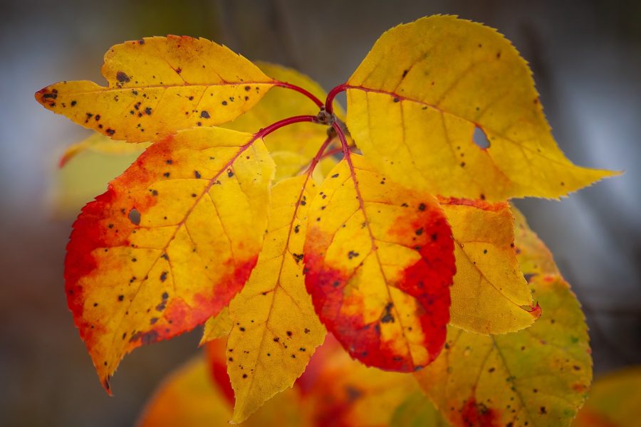 When fall gets in your face, Pigeon Lake area, Alberta, 2026-10-10