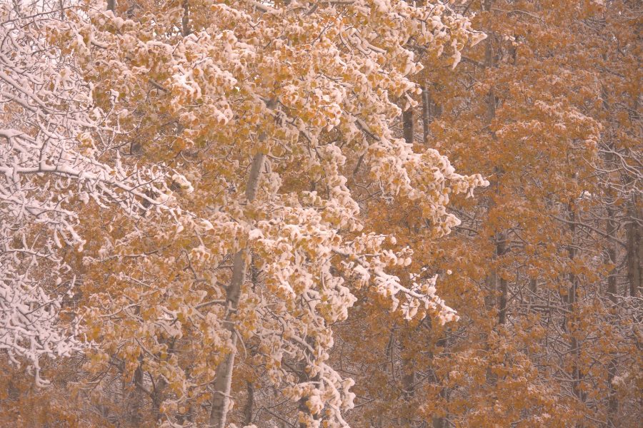 White gold, Somewhere in the Pigeon Lake area, Alberta, 2026-10-10