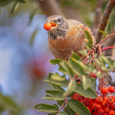 De robin be bobbin, My Backyard, Strathmore, AB, 2026-09-23