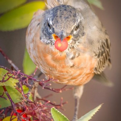 A close-up, front-facing view of an American robin perched on twigs with a single red berry held in its beak, surrounded by green and yellow autumn leaves.