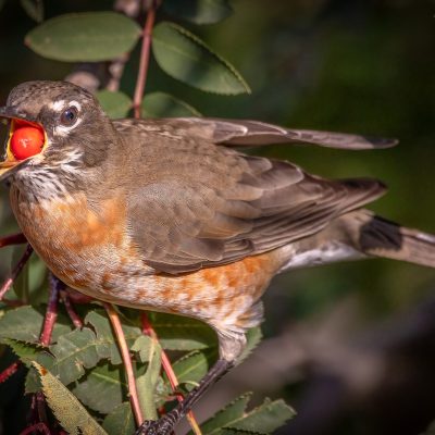 A close-up side view of an American robin perched among green leaves, its beak wide open holding a single, round red berry.