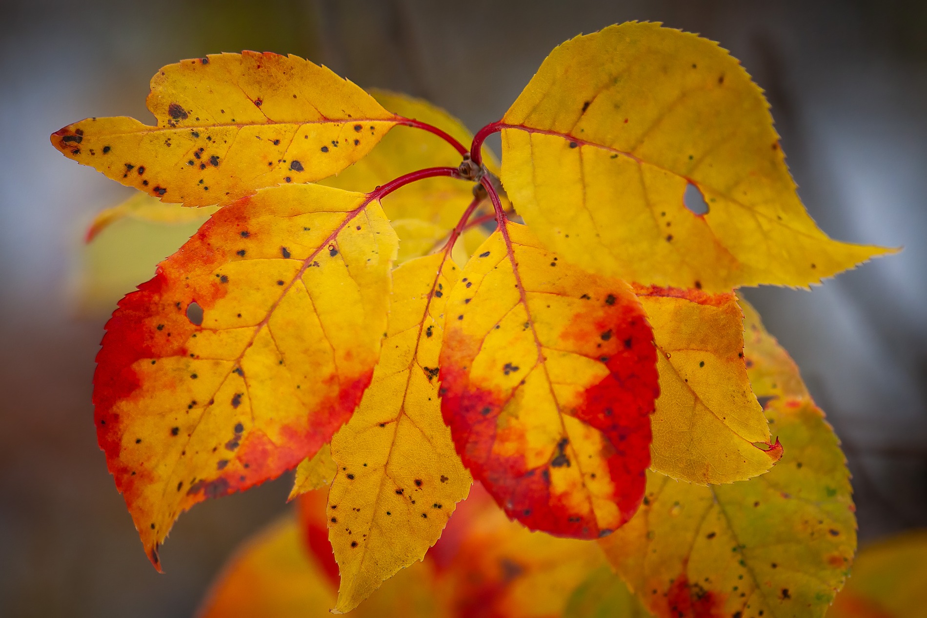 When fall gets in your face, Pigeon Lake area, Alberta, 2026-10-10
