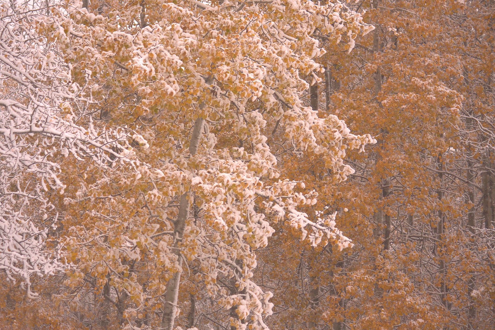 White gold, Somewhere in the Pigeon Lake area, Alberta, 2026-10-10